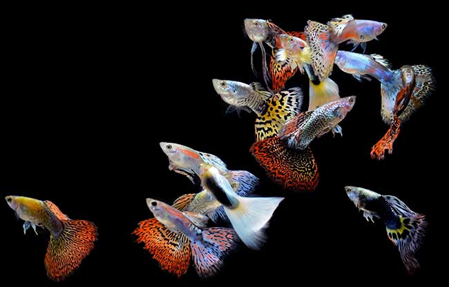 pesci decorativi