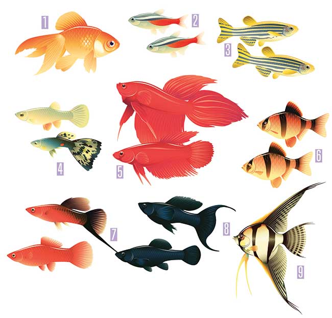 tipi di pesci adatti per acquario