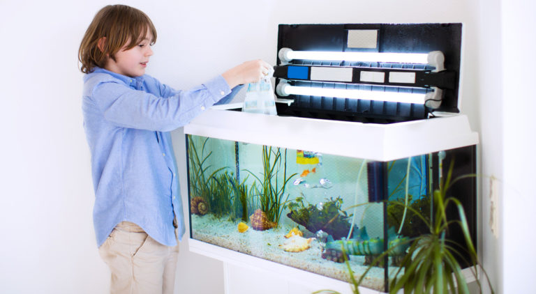 Acquario fai da te | Progetto, gestione, pulizia, pesci e piante ...